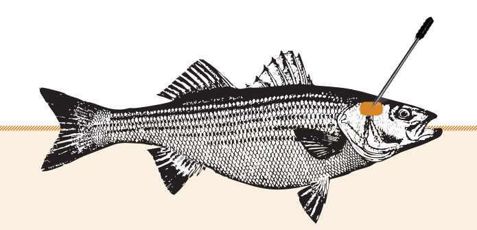 Ikejime Nedir? Balık Lezzetini Zirveye Taşıyan Japon Tekniği